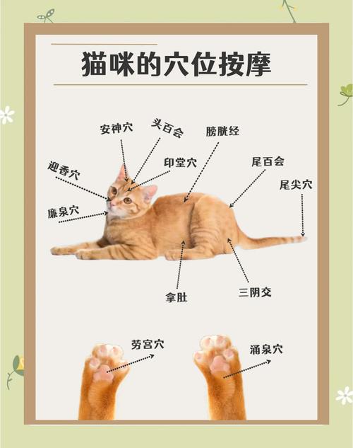 猫咪涨肚最快解决办法