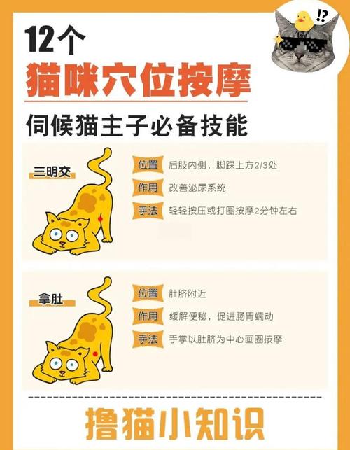 猫咪吃多了怎么揉肚子?