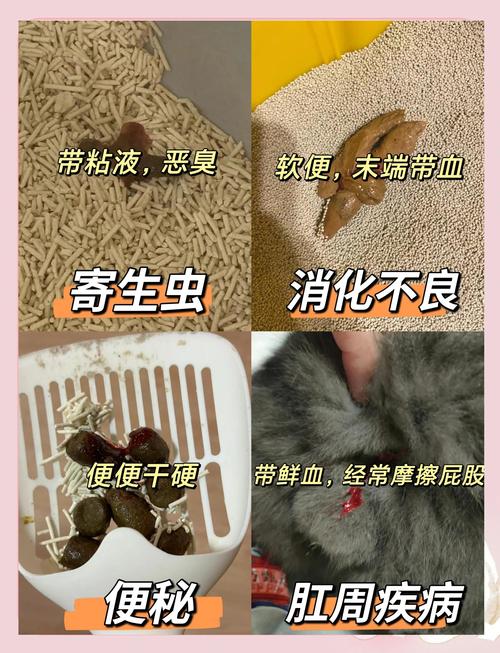 小猫又拉血又吐血怎么回事