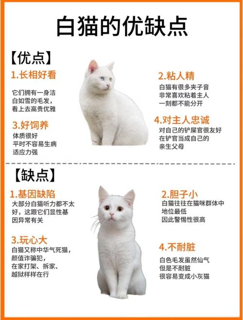 公猫好听稀少的名字