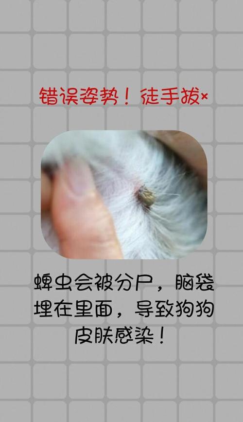狗狗被蜱虫咬了会有什么后果?