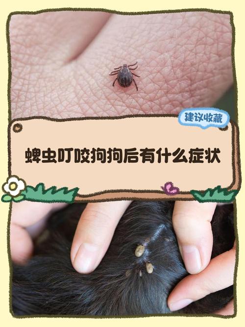 狗被蜱虫咬了有什么症状