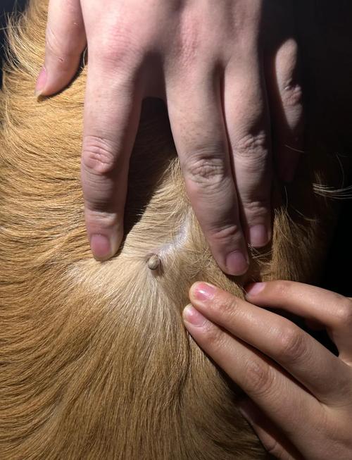 蜱虫咬狗狗后会有什么症状