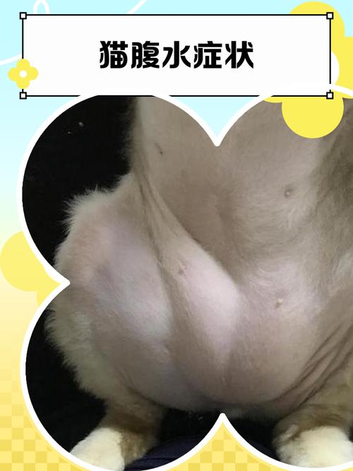 猫咪胆囊炎有哪些症状