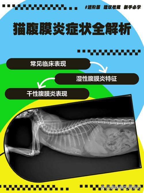 猫胆囊炎要摘除胆囊吗?猫胆囊炎的症状和治疗