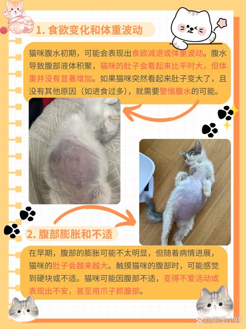 猫咪胆囊炎能活多久