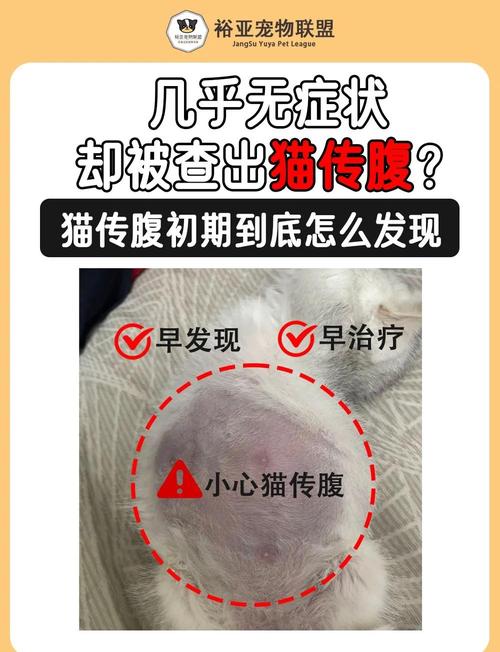 猫有胆囊炎症状