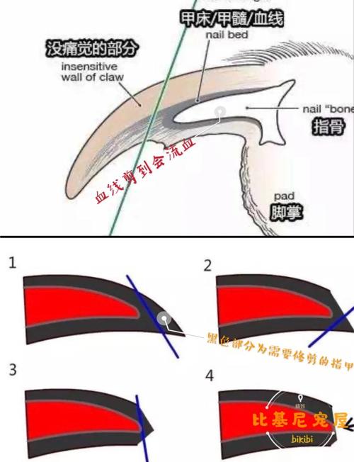 家里没我专门给狗狗剪指甲的钳子。可以用自己家的剪刀吗?怎么给他剪...