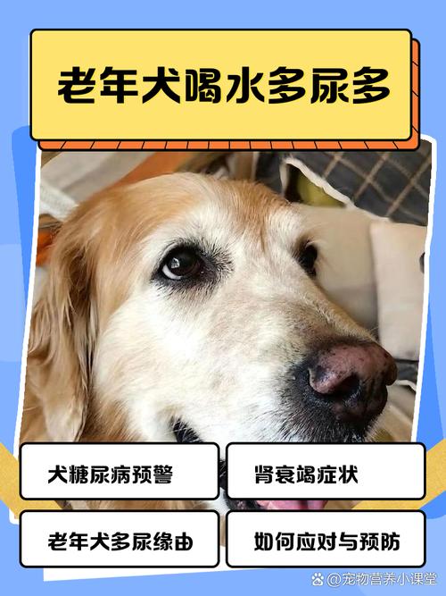 狗狗喝水多尿多正常吗