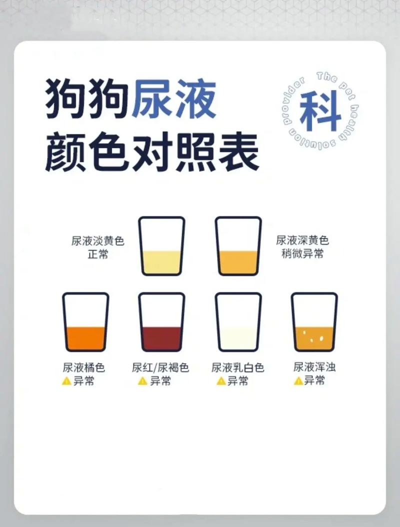 狗喝水多尿多怎么回事,狗狗大量喝水排尿的原因