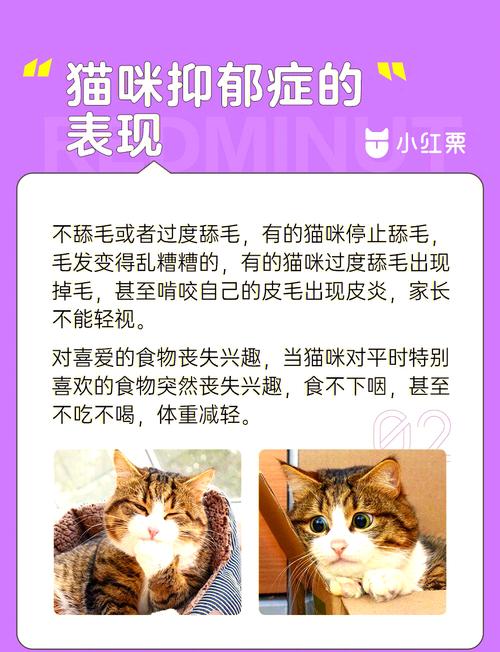 猫咪一个人在家会抑郁吗