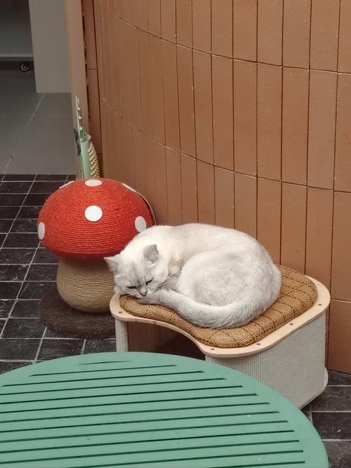 猫咪一个人在家会孤单吗