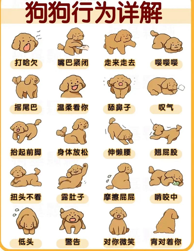 怎样训练狗狗听懂自己的名字,叫名字就过来?