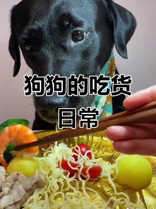 金毛可以吃手撕素牛排?