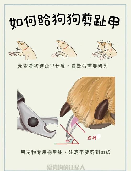 幼犬干洗粉好还是免洗泡沫?