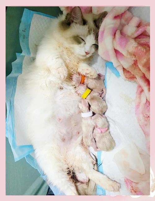 猫咪生产大概需要2『4』个小时,如果距离羊水流出后两小时胎儿没生出,那可能...