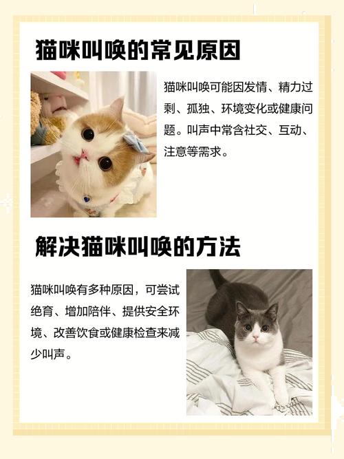 猫咪第一胎羊水破了什么时候生