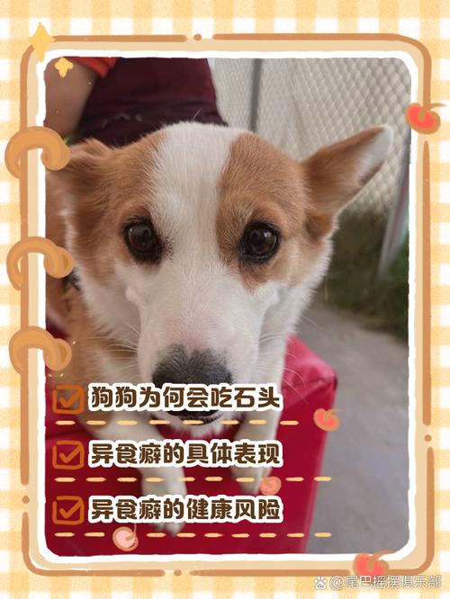 狗狗吃石头怎么办,狗吃石头怎么回事