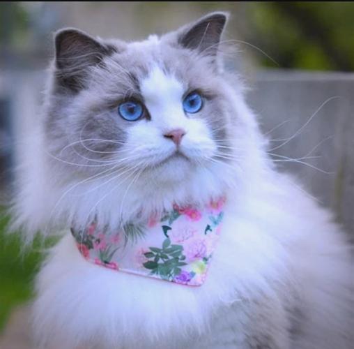 “最忠诚”的7种猫咪,一生只为陪伴你