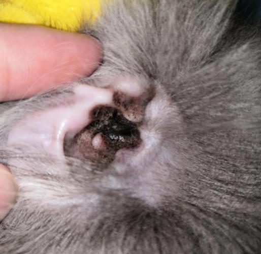 猫咪耳螨好了是什么样的