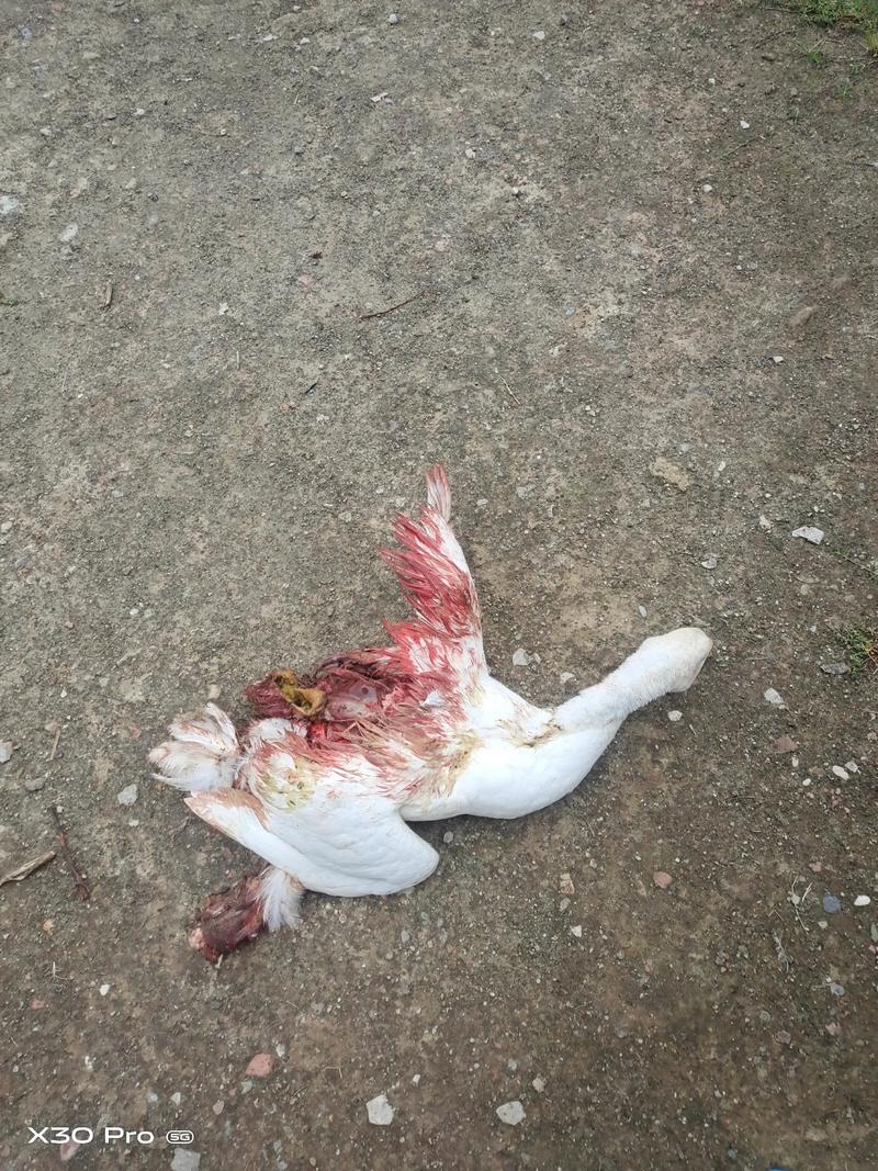 狗狗为什么不吃大鹅肉呢