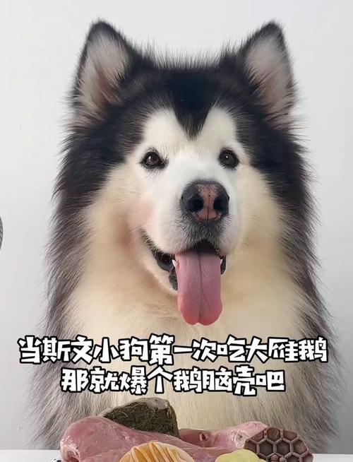 狗狗为什么能吃鹅肉