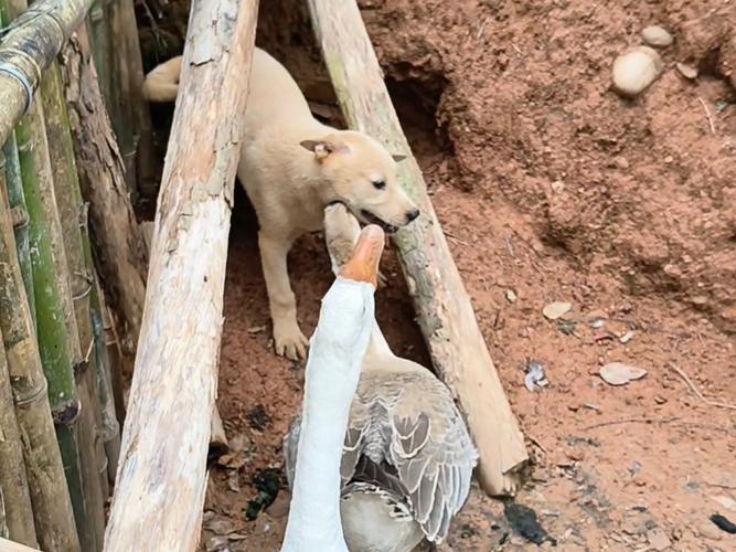 为什么狗狗不吃鹅肉呢