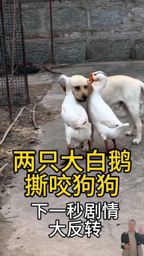 狗狗为什么喜欢鸡鸭鹅肉