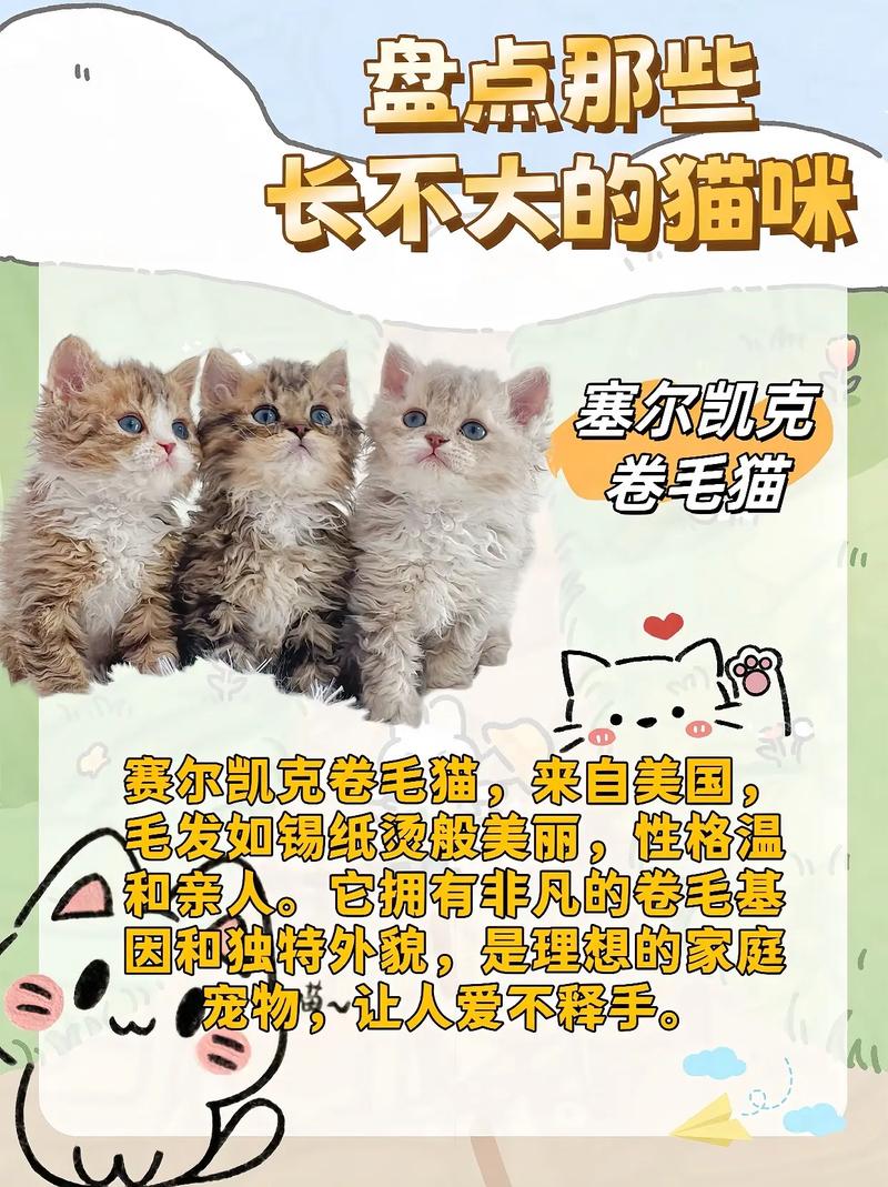 为什么五六个月的猫长不大?如何处理以及注意事项
