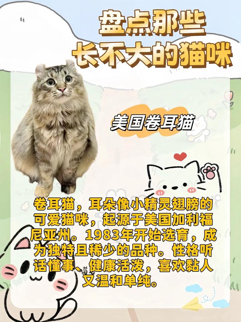 猫咪一切正常就是长不大怎么回事是否侏儒症