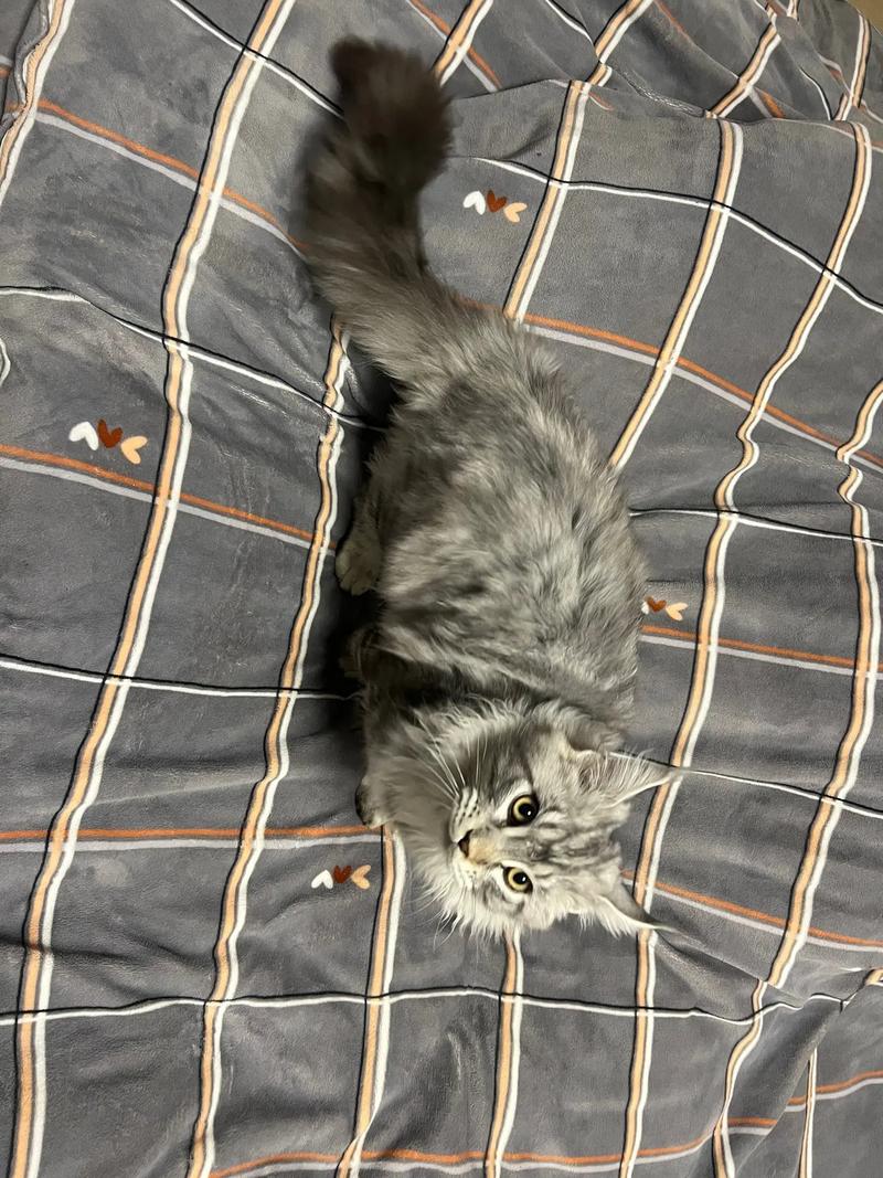 五六个月猫咪为什么长不大