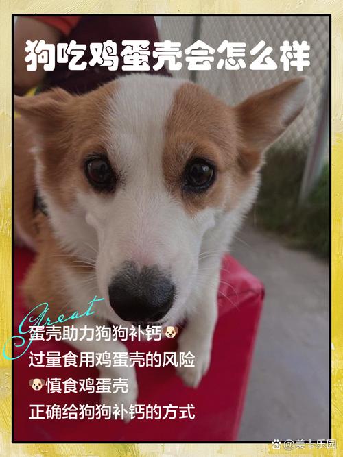 为什么不让狗狗吃鸡蛋壳