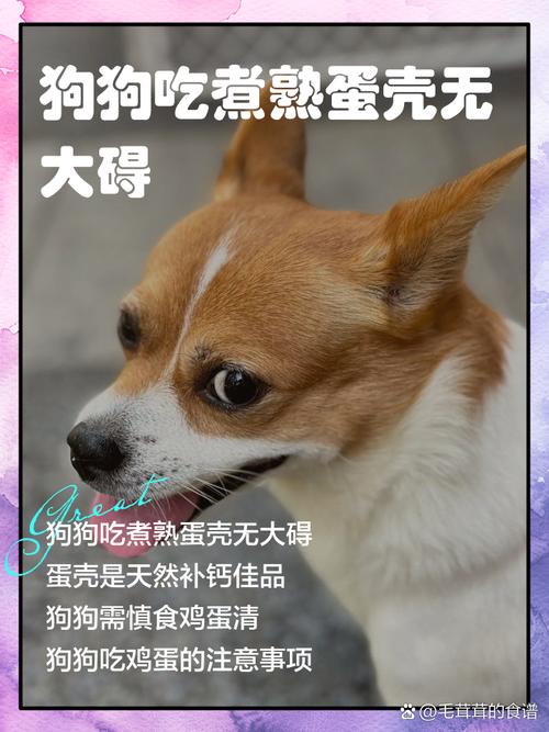 狗狗吃了鸡蛋壳怎么办,狗不小心吃了鸡蛋壳怎么办