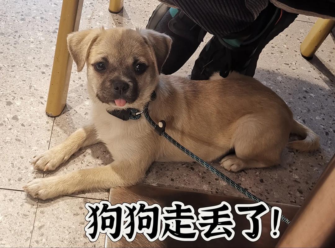 狗狗走丢了会怎么样?