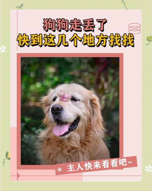 如果狗狗不幸走丢了,我该怎么办