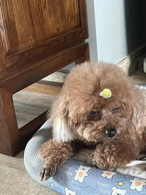 我家的小泰迪跑丢了,它自己能回来吗?