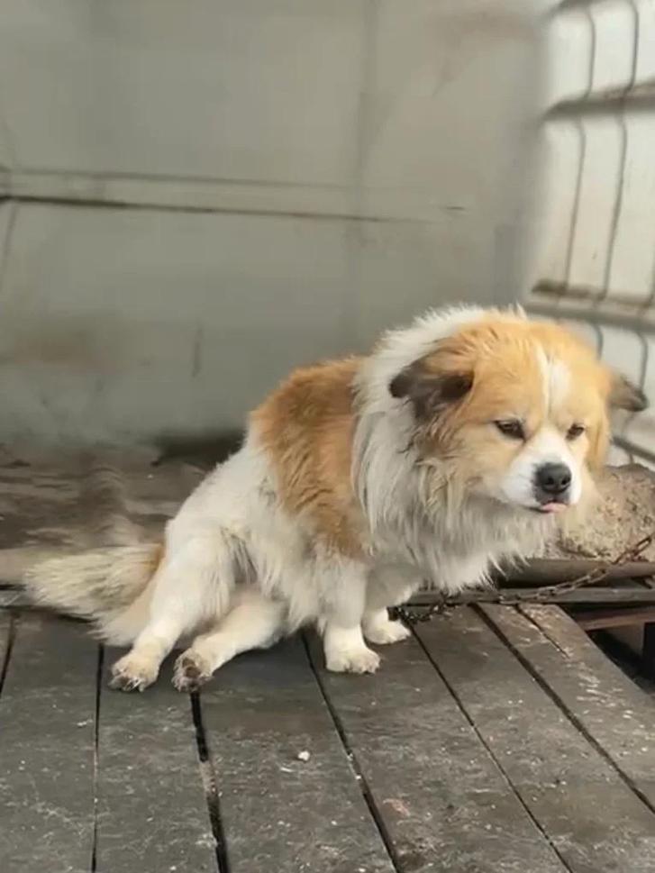 狗狗没有安全感的表现