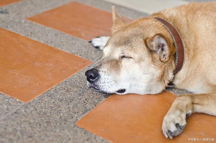 缺乏安全感的狗狗,一般都有这些现象!