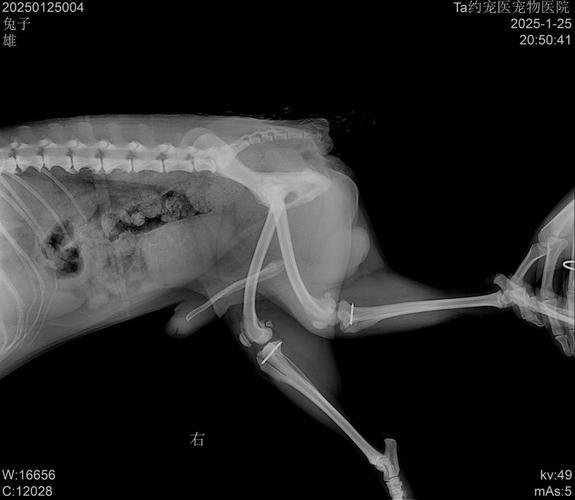 狗髌骨脱位的表现