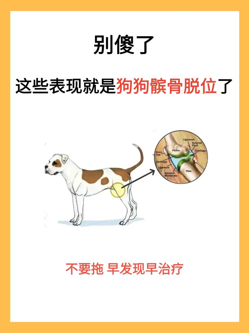 狗髌骨脱位的具体表现是什么