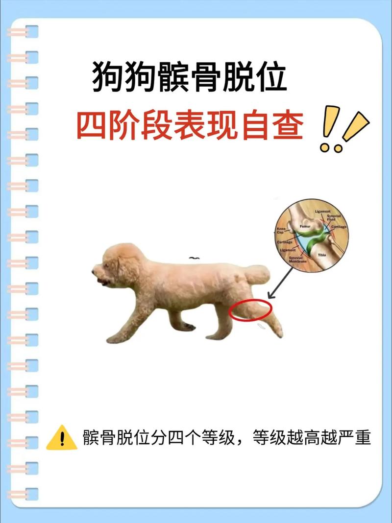 狗狗骨头响是髌骨脱位吗?