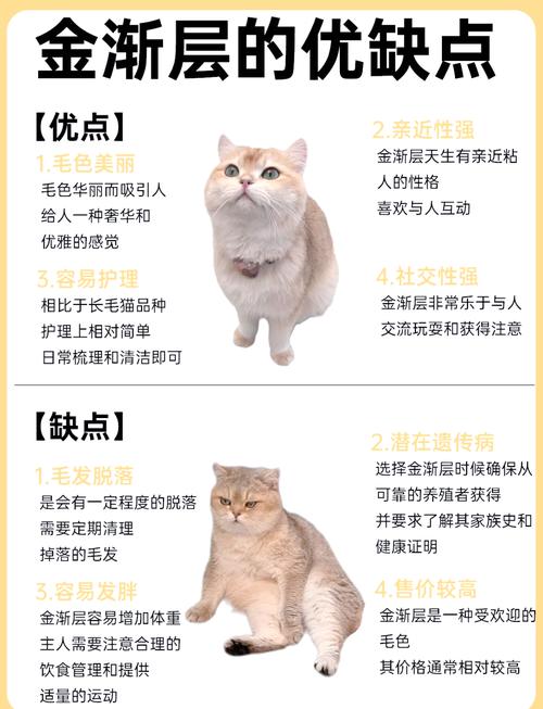 金渐层一天吃多少猫粮