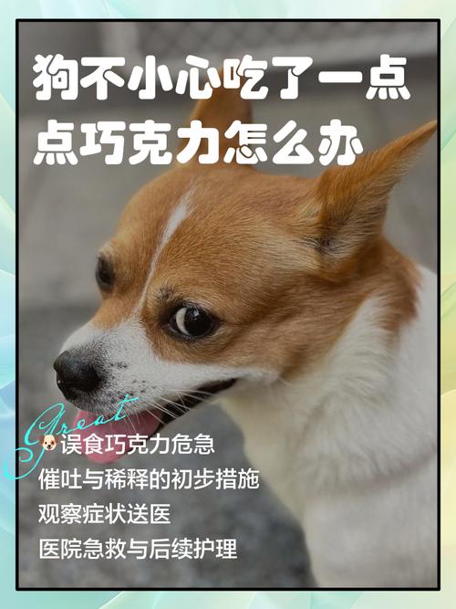 狗狗偷吃了饼干怎么办