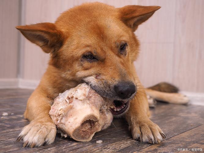 狗狗为什么不吃生姜