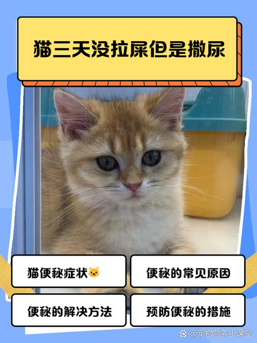猫咪两天没拉屎正常吗