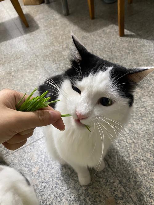 酸奶可以给猫咪吃吗?