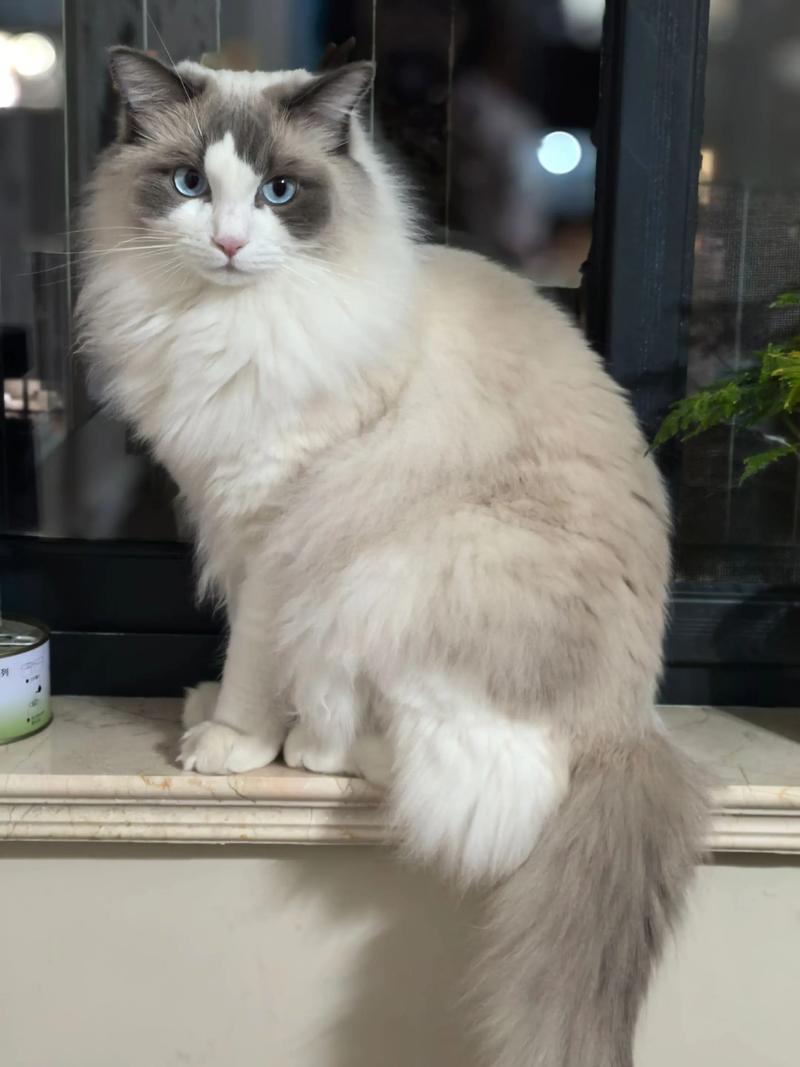 布偶猫夏天需要剪毛吗