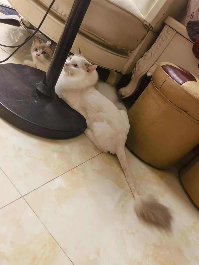 猫咪夏天要不要剃毛?