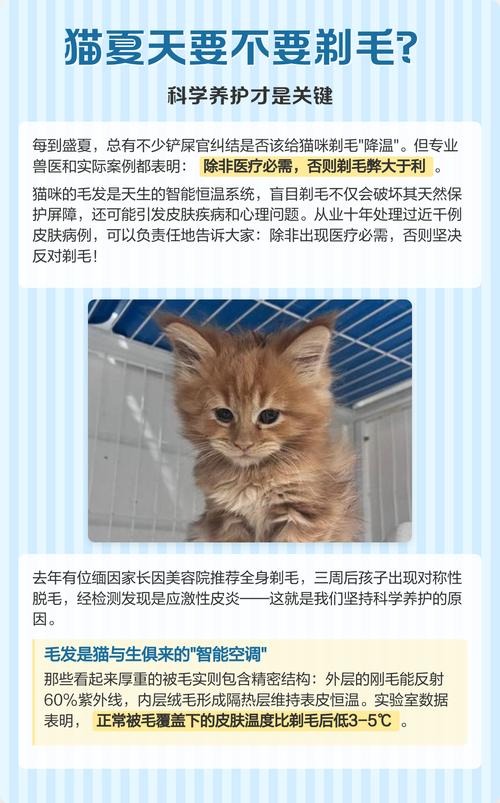夏天到底要不要给猫剃毛?