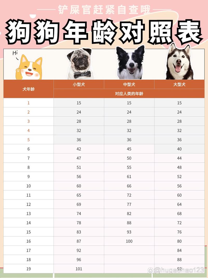 狗狗牙齿判断年龄|养狗必看,快看你家狗几岁